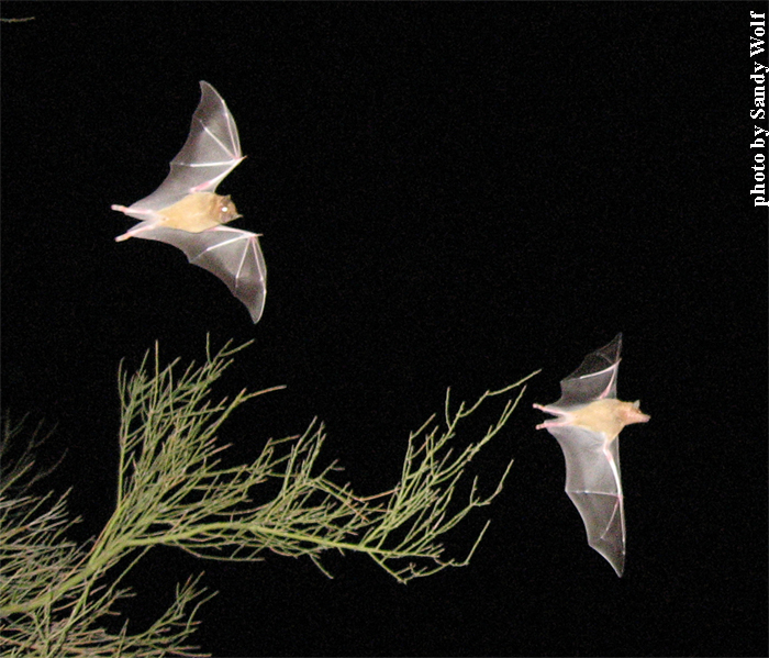 Leptos Bats in Flight
