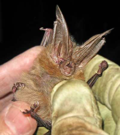Townsend’s Big-Eared Bat