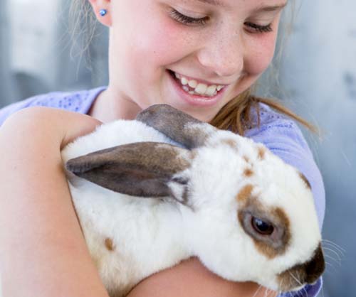 stables-petting-zoo
