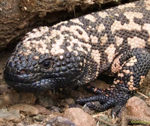 A camouflaged gila monster walking along the rocks.