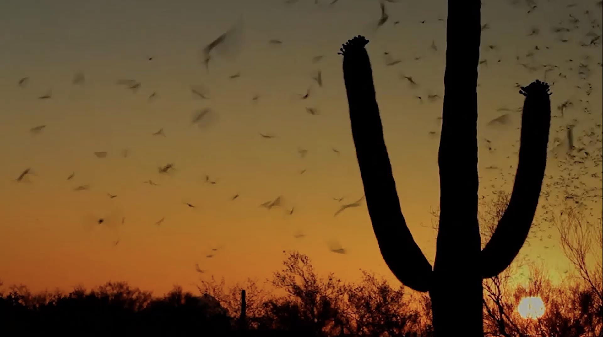 Our Bats Colossal Cave Mountain Park
